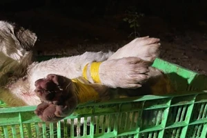 Nhóm trộm chó đi ô tô ở Bình Dương tông thẳng vào công an 