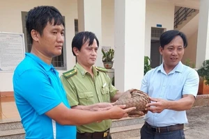 Bình Phước: 2 giáo viên bắt được con tê tê quý hiếm trong sân nhà