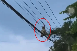 Thót tim cảnh 1 phụ nữ đi trên đường dây điện trung thế