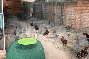  Hàng trăm cảnh sát bao vây triệt phá một trường gà ở Bình Dương 