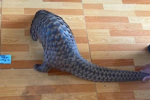 Bình Phước: 1 phụ nữ chở con Tê tê đi bán thì bắt giữ