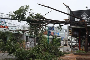 Bình Phước: Hàng loạt cây xanh, cột điện bị gãy sau cơn mưa lớn