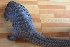 Bình Dương: Khởi tố thanh niên chở con tê tê đi bán