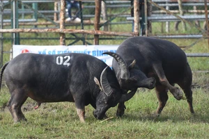 Hình ảnh ấn tượng tại hội chọi trâu ở Bình Phước