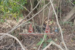 Bình Dương: Lại phát hiện bộ xương người trong bụi cây