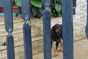 Bình Phước: 2 con chó becgie tấn công bé gái 3 tuổi