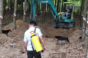 Bình Dương: Tiêu hủy hơn 6 tấn thịt heo thối phát hiện trên xe tải