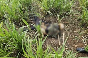 Phát hiện thi thể phân hủy còn trơ xương trong rẫy ở Bình Phước