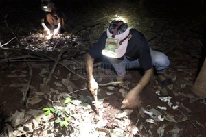 Nửa đêm đi săn nấm mối thu tiền triệu