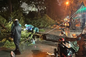 TP.HCM: Mưa lớn khiến cây xanh bật gốc đè trúng hai bà cháu