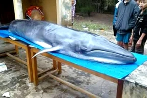 Quảng Nam: Cá voi trọng thương dạt vào bờ