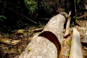 Quảng Nam: Một năm có trên 1.000 vụ xâm phạm rừng