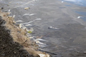 Cá chết trắng sông vì nước thải đen ngòm của khu công nghiệp