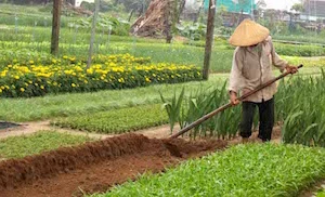 Quảng Nam: Làng rau lừng danh Trà Quế vào tết