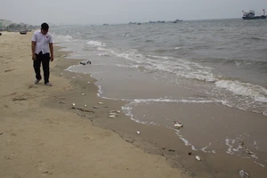 Cá chết xuất hiện dọc bãi biển Đà Nẵng