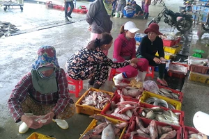 Đà Nẵng: Thành lập ban chỉ huy tiền phương tại cảng cá