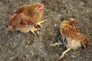 Đà Nẵng: Vẫn chưa rõ nguyên nhân gà chết sau khi ăn cá