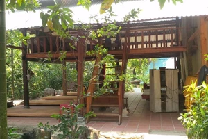 Đà Nẵng: Lại phát hiện chặt phá rừng trên bán đảo Sơn Trà