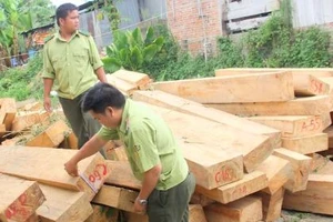 Ba lãnh đạo biên phòng bị tạm đình chỉ vì vụ phá rừng pơ mu