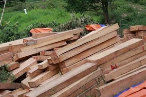 Vụ phá rừng pơ mu: Có dấu hiệu bao che, dung túng 