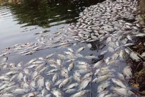 Nguyên nhân ban đầu vụ cá chết trắng hồ ở Đà Nẵng