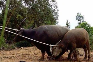 Hai con 'trâu điên' chuyên tấn công người dân đã sập bẫy thợ săn