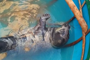 Quảng Nam: Ngư dân vây bắt hải cẩu dạt vào bờ biển