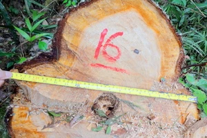 Ba đối tượng liên quan phá rừng pơ mu ở Quảng Nam đã đầu thú 