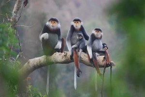 Đà Nẵng chọn voọc chà vá chân nâu làm biểu tượng thành phố