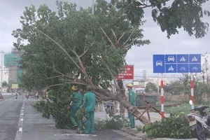 Đà Nẵng: Cây ngã đổ, bật gốc tại nhiều tuyến đường sau bão