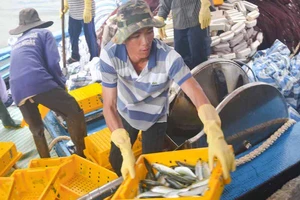 Ngư dân Quảng Ngãi trúng đậm cá biển đầu năm