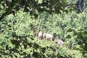 Cả đàn voi rừng về sống cạnh nương rẫy của dân