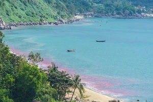 Vệt nước đỏ ở biển Đà Nẵng là ấu trùng ruốc