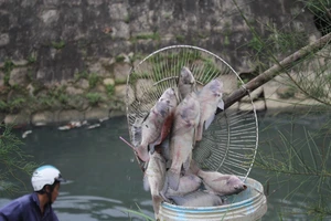 Cá rô phi nổi trắng kênh ở Đà Nẵng