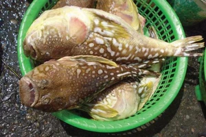 3 người nhập viện sau khi ăn cá nóc vàng được tặng