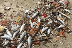 Nguyên nhân cá chết trên sông Phú Lộc