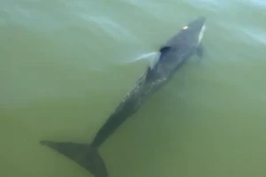 Cá heo bị thương bơi lạc vào sông ở Hội An