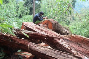 1 giám đốc bị bắt vì hạ rừng phòng hộ