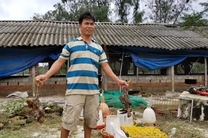 50.000 con gà chết trắng chuồng sau lũ