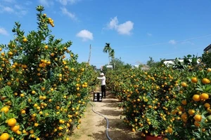 Làng quất Hội An trúng đậm dù chưa tới Tết