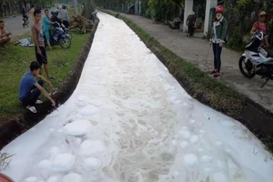 Nghi dùng thuốc trừ sâu để đầu độc, cá chết trắng kênh