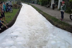 Người dân súc thùng phuy, cá chết trắng kênh