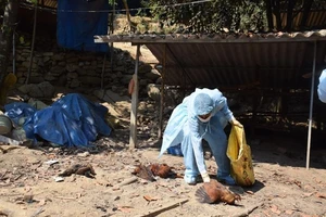 Dịch cúm A/H5N6 làm hơn 4.000 gia cầm chết tại Quảng Nam