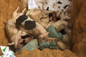 Số heo được tiêu huỷ. Ảnh: TN.