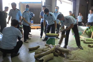 Hơn 9 tấn ngà voi lại bị tuồn về Cảng Tiên Sa, Đà Nẵng 