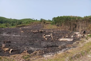 Cháy rừng keo ở Quảng Ngãi , 1 người tử vong