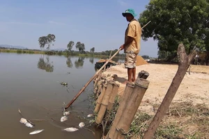 Cá chết trắng sông do nước nhiễm mặn