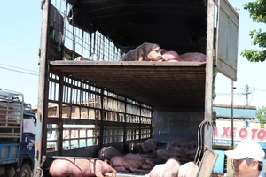 Phát hiện xe tải chở heo nhiễm dịch tả heo châu Phi đi bán