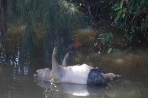 Heo chết vùng dịch tả nổi lềnh bềnh trắng kênh