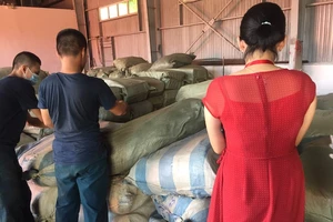 Nóng: 103 tấn dược liệu đội lốt củ cải nhập vào Đà Nẵng